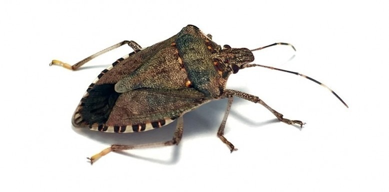 Brown Marmorated Stink Bug Control