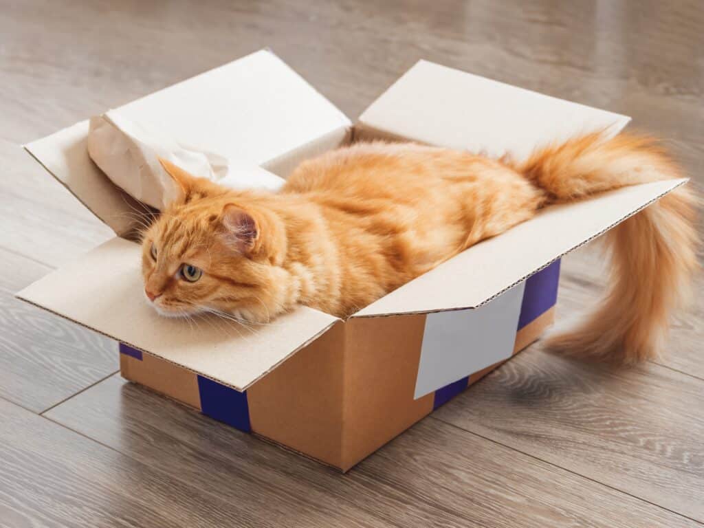 moving house with an outdoor cat