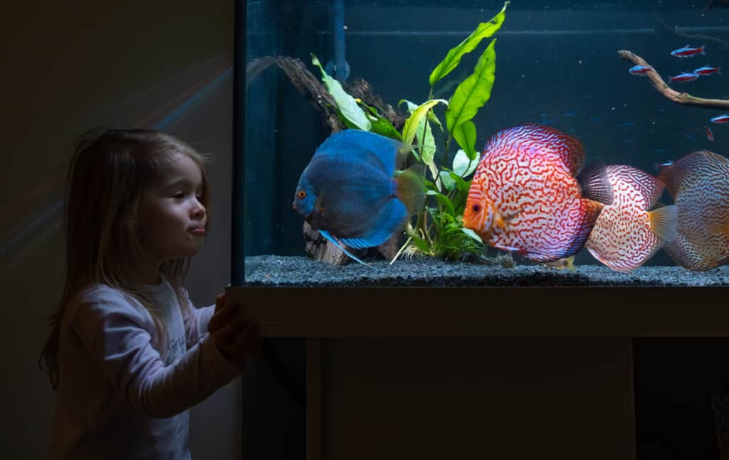 Moving a fish tank | Conroy Removals