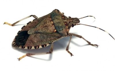 Brown Marmorated Stink Bug Control