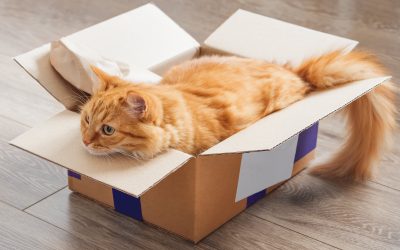 moving house with an outdoor cat