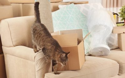 moving-house-with-a-cat-conroy-removals